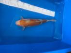 OCHIBA CHIGURE, Karper of Koi