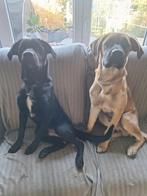 2 broertjes zoeken warme thuis, Dieren en Toebehoren, België, Particulier, 15 weken tot 1 jaar, Reu