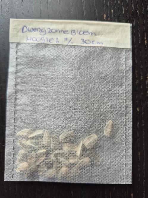 Dwergzonnebloem zaden 30 st, Tuin en Terras, Bloembollen en Zaden, Zaad, Voorjaar, Volle zon, Verzenden
