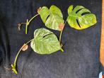 3x Monstera Deliciosa Variegata bladstek SAMEN €15, Overige soorten, Minder dan 100 cm, Groene kamerplant, Halfschaduw