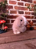 Super knap minilop konijntje, Mannelijk, Dwerg, Hangoor, 0 tot 2 jaar