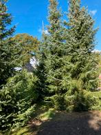 Kerstbomen, Tuin en Terras, Planten | Bomen, Ophalen, Volle zon, Overige soorten