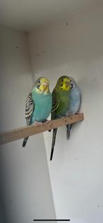 Mooi koppel regenboog grasparkiet split dunfallow, Meerdere dieren, Parkiet