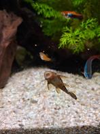 Algeneters, borstelneus, Dieren en Toebehoren, Vissen | Aquariumvissen, Vis, Zoetwatervis