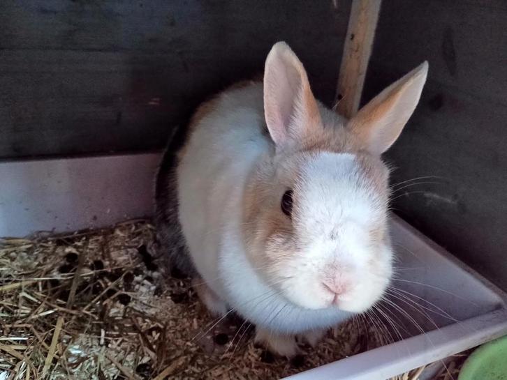 Voedster 8 jaar goed tehuis gezocht, Dieren en Toebehoren, Konijnen, Dwerg, Vrouwelijk