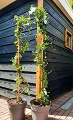 2 x Mandevilla wit 140 cm 17.50 st, Overige soorten, 100 tot 250 cm, Zomer, Ophalen