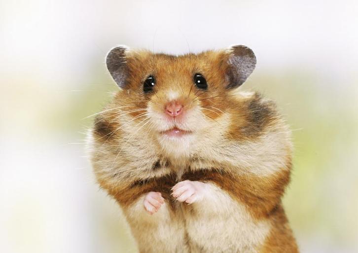 GEZOCHT: Jonge Syrische hamster (goudhamster) omg. Apeldoorn, Dieren en Toebehoren, Knaagdieren, Mannelijk, Hamster, September