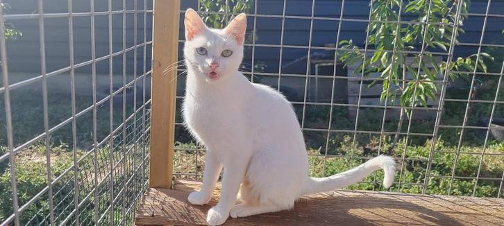 Khao manee, diamont cat poesje gesteriliseerd 2 jaar, Dieren en Toebehoren, Katten en Kittens | Raskatten | Korthaar, Poes, 0 tot 2 jaar