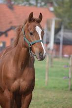 Superleuke en correcte jonge ruin met een gouden karakter, Minder dan 160 cm, Gechipt, Ruin, Niet van toepassing