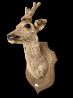 Opgezette hertenkop - ree of hert jachttrofee - taxidermie, Ophalen of Verzenden, Gebruikt, Hert, Opgezet dier