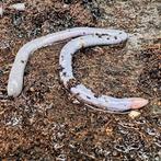 Caecilians species, Dieren en Toebehoren, Reptielen en Amfibieën