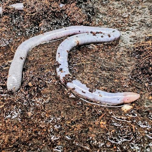 Caecilians species, Dieren en Toebehoren, Reptielen en Amfibieën