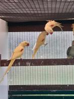 Lutino alexanders, Vrouwelijk, Parkiet