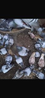 Koppel post duiven te koop!, Dieren en Toebehoren, Vogels | Duiven, Meerdere dieren, Overige soorten