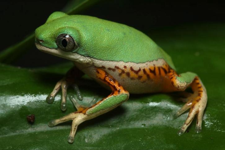 Phyllomedusa (Pithecophus) hypochondrilias boomkikkernakweek