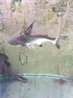 Zoetwater Paroonhaai paroenshark paroenhaai pangasiushaai, Dieren en Toebehoren, Vis, Zoetwatervis