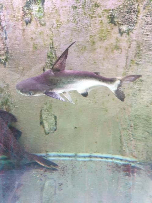 Zoetwater Paroonhaai paroenshark paroenhaai pangasiushaai, Dieren en Toebehoren, Vissen | Aquariumvissen, Zoetwatervis, Vis