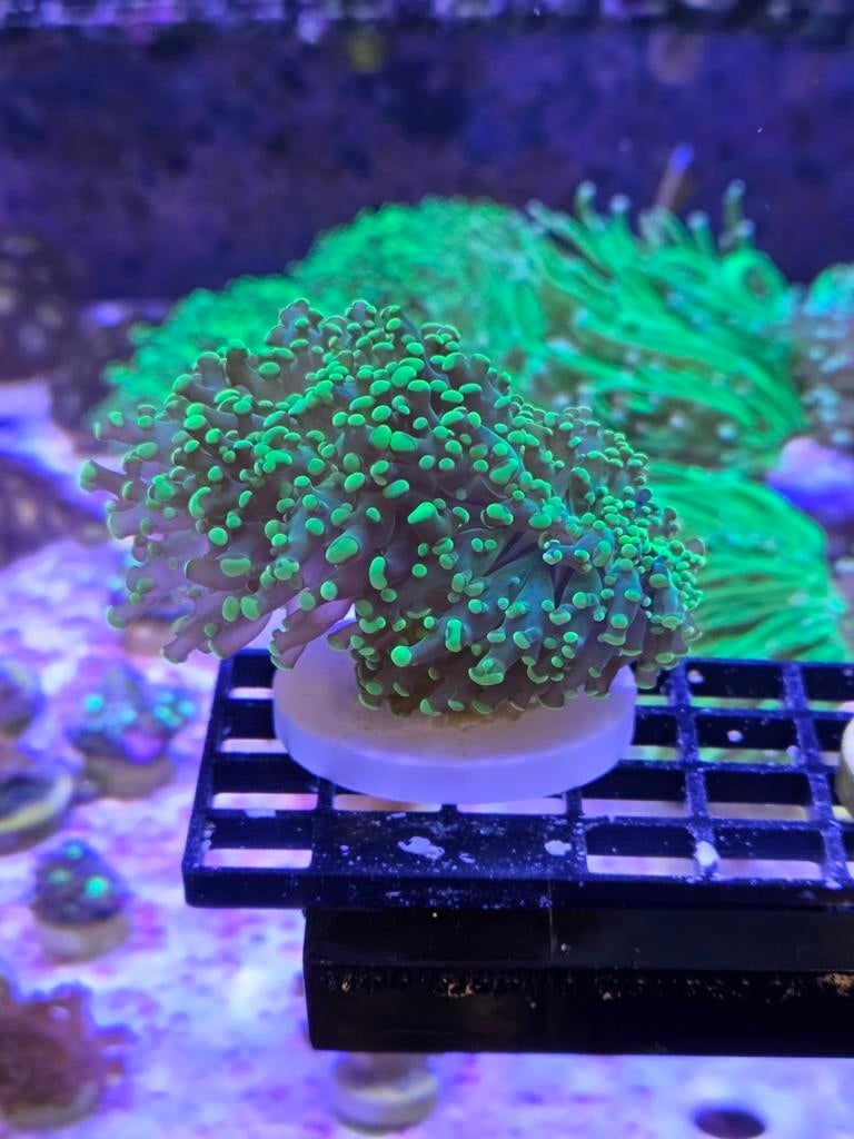 Druifjeskoraal Ultra green, Ophalen, ., Plant(en), Steen of Hout, Nieuw