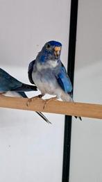 Splendid, Dieren en Toebehoren, Vogels | Parkieten en Papegaaien, Mannelijk, Parkiet