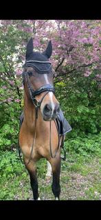 Betrouwbare allround D pony ruin M1 dressuur., Dieren en Toebehoren, Paarden, Gechipt, Minder dan 160 cm, Ruin, M