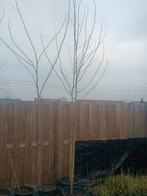 Plantaan 300 cm hoog, Ophalen, Volle zon