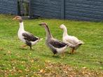 3 ganzen, vrouwtjes., Dieren en Toebehoren, Pluimvee, Vrouwelijk, Gans of Zwaan