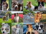 Sociale Rustige Border collies Bordercollies, Dieren en Toebehoren, Nederland, CDV (hondenziekte), 8 tot 15 weken, Collie