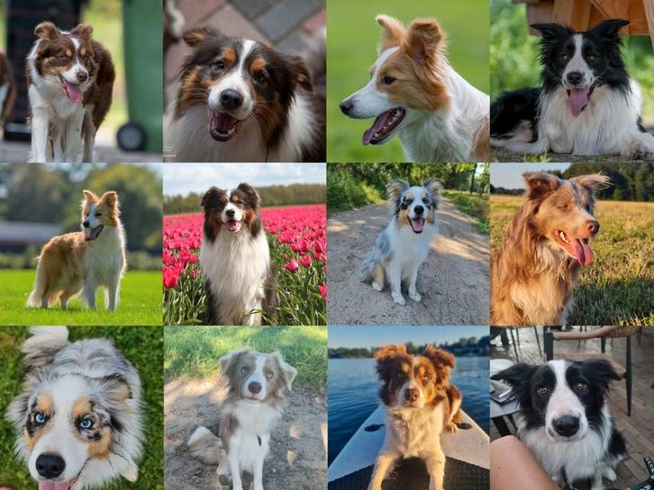 Sociale Rustige Border collies Bordercollies, Dieren en Toebehoren, Honden | Herdershonden en Veedrijvers, Meerdere dieren, Collie