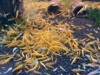 Yellow Fire backstripe, Neocaridina, Kreeft, Krab of Garnaal, Zoutwatervis