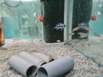Lamprologus Ocellatus Blue Tanganyika slakkenhuis cichliden, Dieren en Toebehoren, Vis, Zoetwatervis