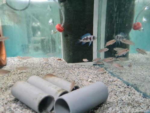Lamprologus Ocellatus Blue Tanganyika slakkenhuis cichliden, Dieren en Toebehoren, Vissen | Aquariumvissen, Zoetwatervis, Vis