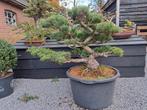 Pinus parviflora tuinbonsai, Tuin en Terras, Ophalen, Bloeit niet, Halfschaduw, Overige soorten