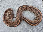 python regius bewezen kweekvrouw black pastel, Dieren en Toebehoren, Reptielen en Amfibieën, Slang, Tam, 3 tot 6 jaar