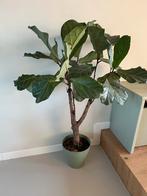 Ficus Lyrata (Vioolplant) in pot, Ophalen, Ficus, 100 tot 150 cm, Halfschaduw