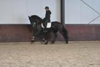 5 jarige friese merrie v.Omer, Dieren en Toebehoren, Merrie, Dressuurpaard, 3 tot 6 jaar, 165 tot 170 cm
