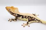Wimpergekko/crested gecko/correlophus ciliatus, Dieren en Toebehoren, Hagedis, Tam, 0 tot 2 jaar