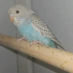 Dunfelo split Blackface split blackwing man, Mannelijk, Parkiet