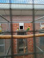 Zwartkop caique, Meerdere dieren, Papegaai