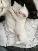 Kittens te koop, Geslacht onbekend, Ontwormd, 0 tot 2 jaar