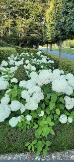 Hortensia Annabelle nog ongeveer 80 stuks, Tuin en Terras, Planten | Struiken en Hagen, Ophalen, Hortensia, Struik, 100 tot 250 cm