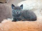 Gekleurd nestje Kittens, Dieren en Toebehoren, Katten en Kittens | Overige Katten, Meerdere dieren