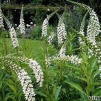Witte Wederik, Tuin en Terras, Planten | Tuinplanten, Volle zon, Vaste plant, Zomer, Ophalen