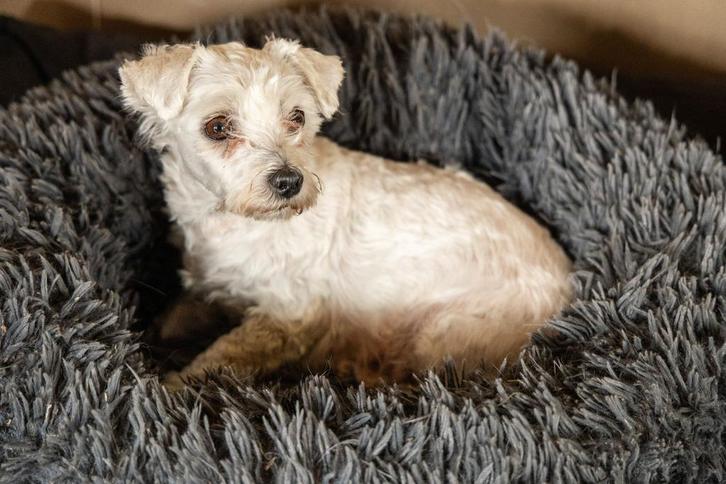 Maltezer Leeuwtje dame 3 jaar, Dieren en Toebehoren, Honden | Chihuahua's en Gezelschapshonden, Teef, Maltezer, Particulier, Eén hond