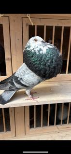 Gaditano duivin, Dieren en Toebehoren, Vogels | Duiven, Vrouwelijk, Kropper