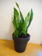 sanseveria lucht zuiverende plant, Overige soorten, In pot, Minder dan 100 cm, Halfschaduw