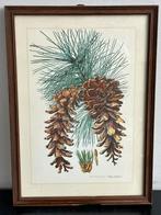 Antiek lithografie botanische Pinus 20.5/28 cm, Antiek en Kunst, Ophalen of Verzenden