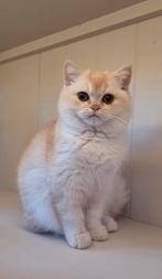 Brits korthaar kitten, Dieren en Toebehoren, Katten en Kittens | Raskatten | Langhaar, Kater, Ontwormd