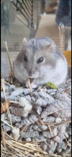 Aangeboden: Hamster handtam maken, Ophalen