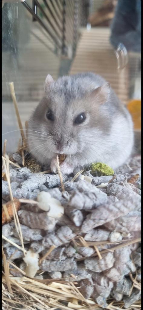 Aangeboden: Hamster handtam maken, Dieren en Toebehoren, Knaagdieren en Konijnen | Toebehoren, Ophalen