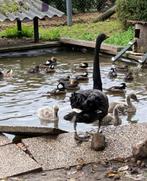 Watersiervogels, Dieren en Toebehoren, Pluimvee